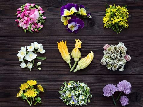  Edible Flowers: A Culinary and Botanical Guide -  Bir Renk Şöleni ve Lezzetli Bir Keşif Yolculuğu!