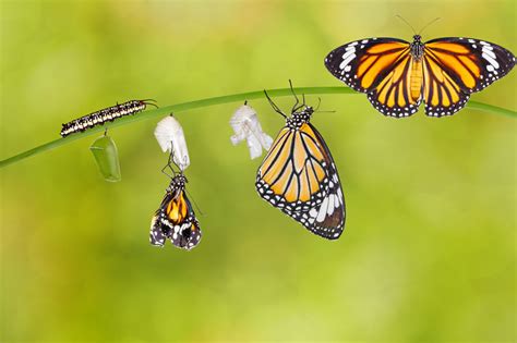  Evolving With Butterflies: A Journey into Beauty and Transformation