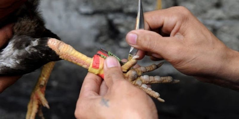 đá gà cựa sắt tại Việt Nam